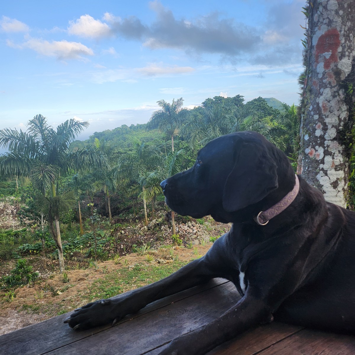 Win We Shall&nbsp;Update